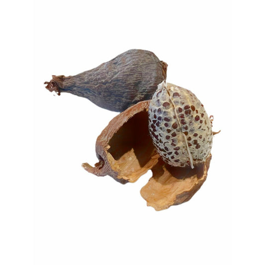 Alligator Pepper Pods from Africa (Guinea Pepper)