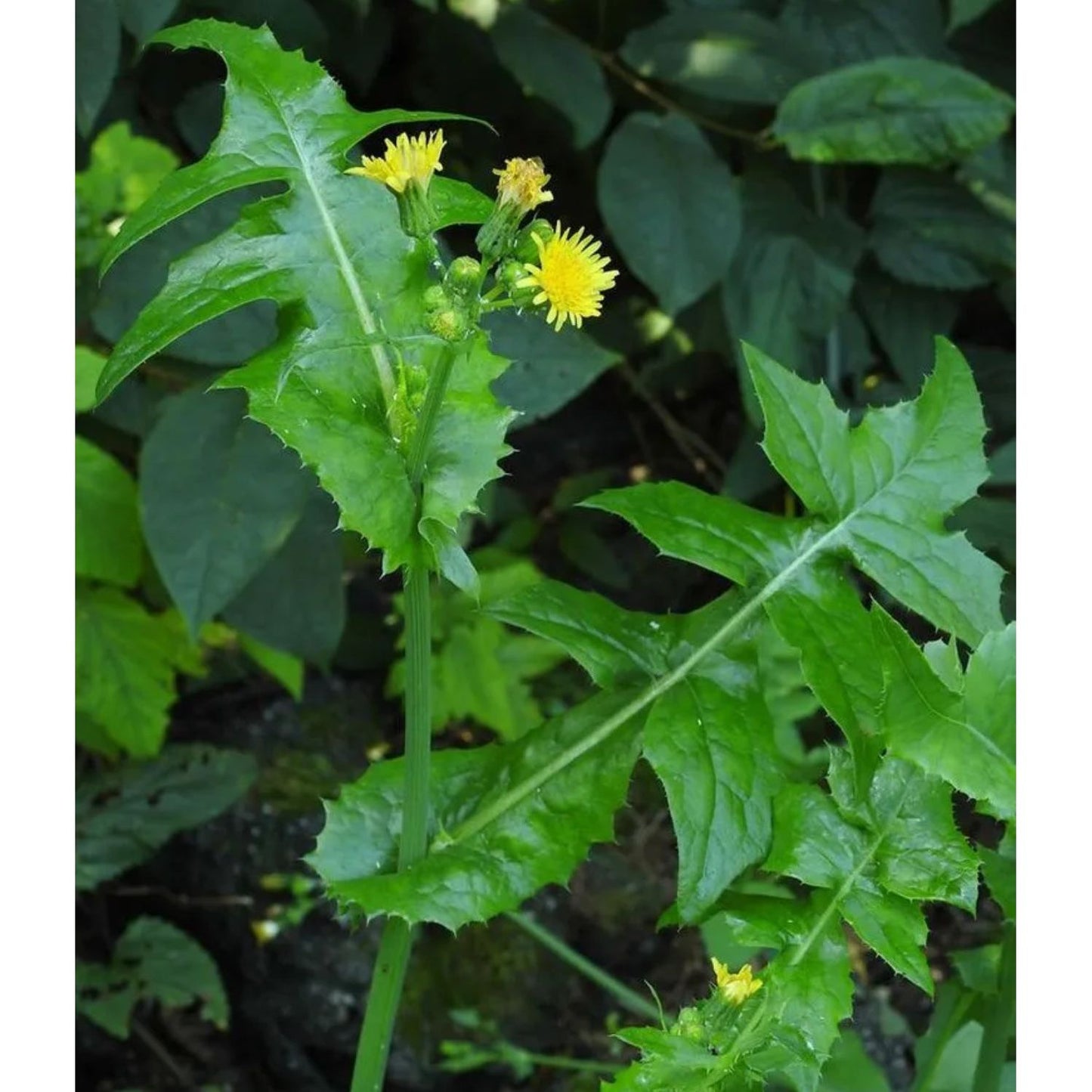 Home Grown & Dried Sow Thistle / Cerraja { Use for Stability & Strength }