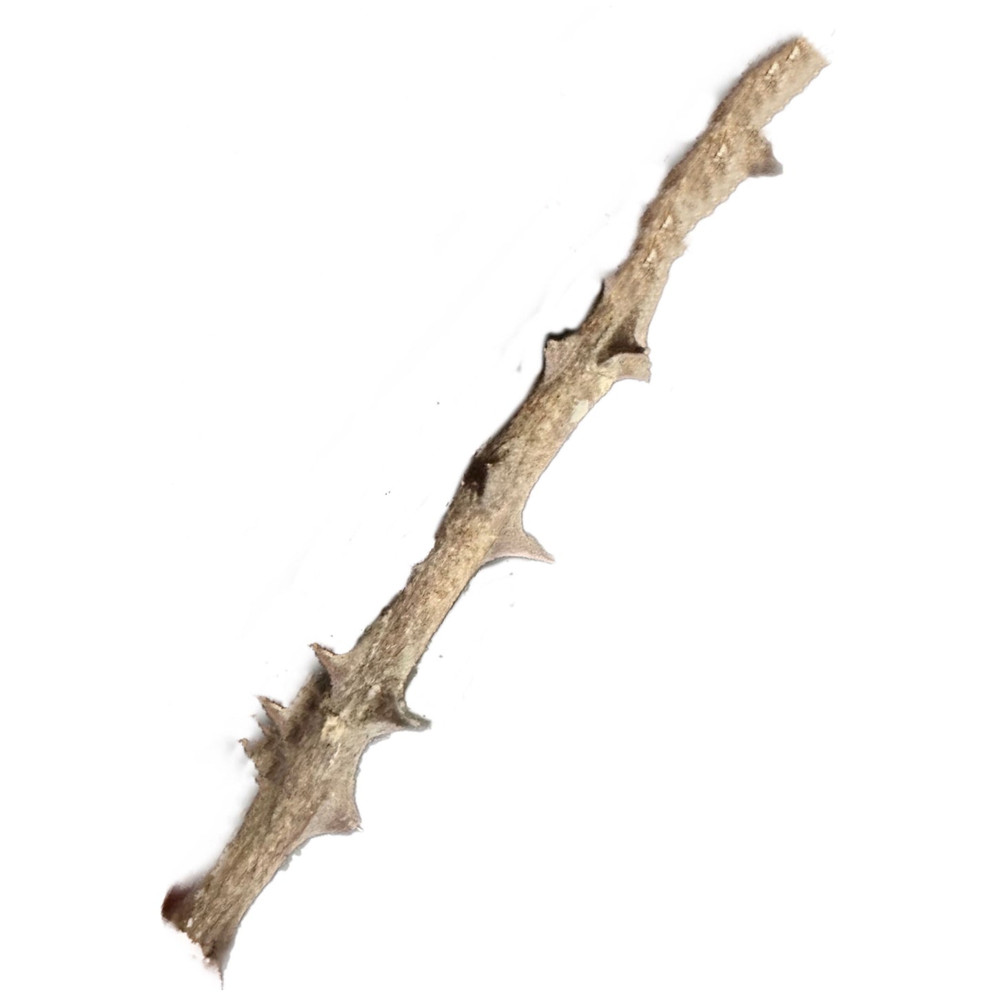 Palo Diablo /Devil’s Stick