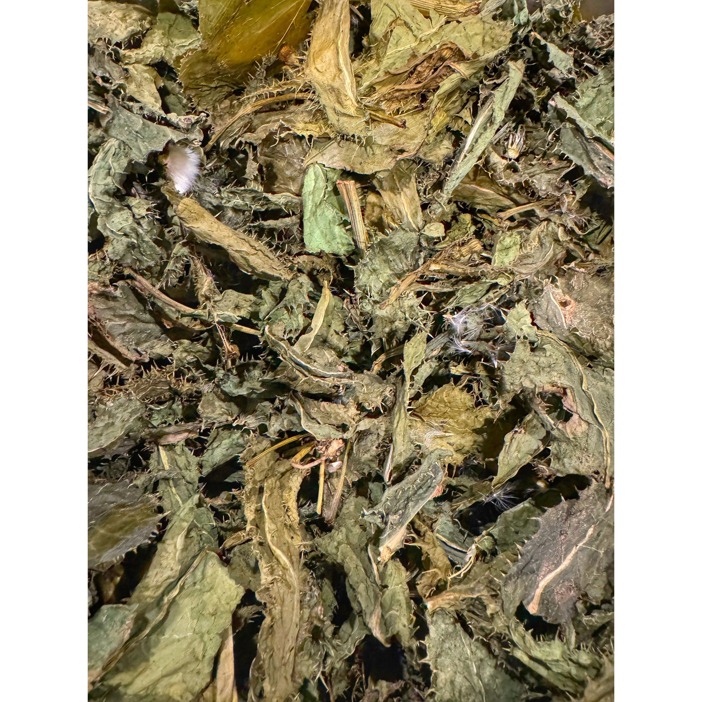 Cardo de cerda seco y cultivado en casa / Cerraja {Uso para estabilidad y resistencia}